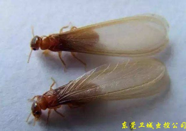 东莞塘厦灭白蚁公司,会飞的大水蚁即是白蚁,出现白蚁的时候请关闭家里的门窗